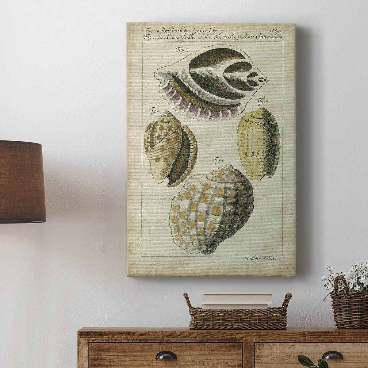 Renditions Gallery Renditions Gallery Nature Wall Art Paintings for Home Decor Vintage Sea Shell Study Abstract Hanging Artwork Prints for Living Room Hotel Kitchen - 8\"X12\" LT523