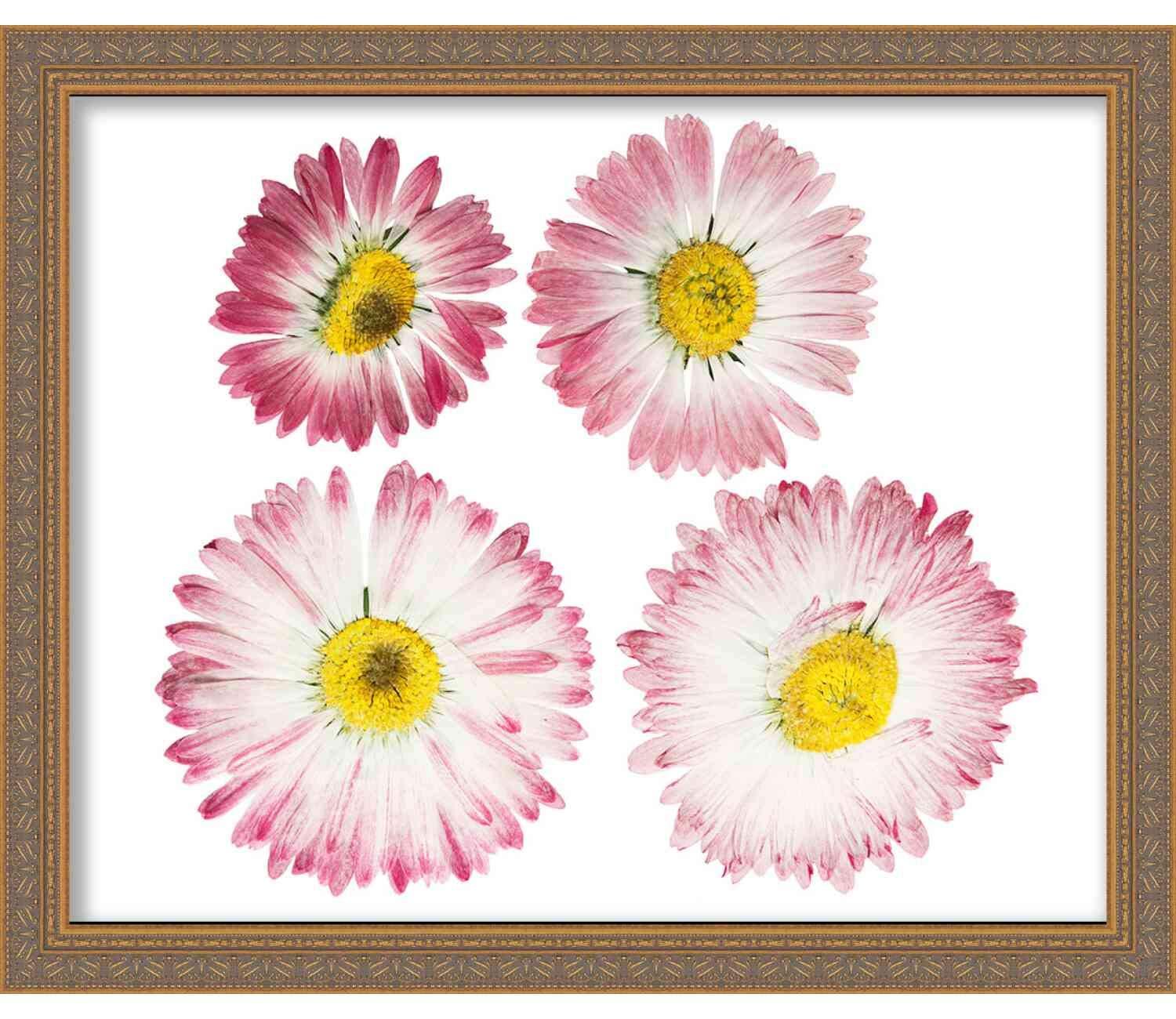 Poster Palooza 14x14 Gold Shadowbox Frame - Shadow Box Frame Interior Size 14x14 by 2.5 Inches Deep - Gold Frame is Made to Display Items Up to 2.5 Inches Deep! Includes Shatter Resistant Acrylic, Backing, Hardware