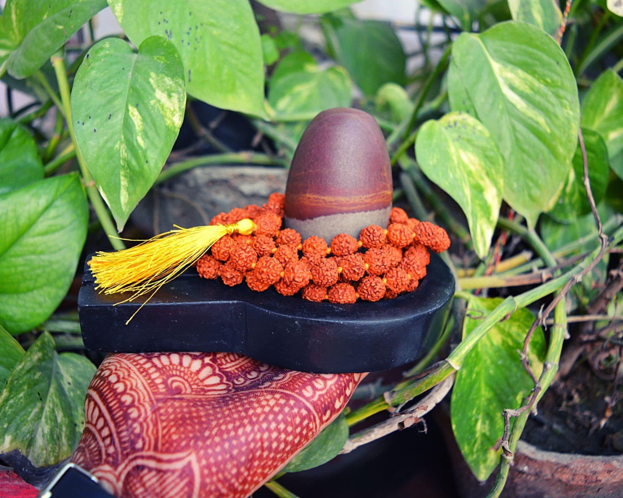 Shiva Lingam Shop 3" Narmadeshwaram Lingam with 6" Black Yoni Base Unique Shivlingam Set~I-5631