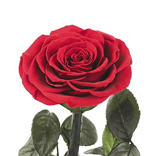 LOVAPPY LOVAPPY Eternal Enchanted Forever Preserved Rose - Infinity Rose in Glass Dome - Made from Real Fresh Beauty Rose - Romantic Gifts for Female - Valentines Day - Gift for Mom (Red, 6,5 inch)