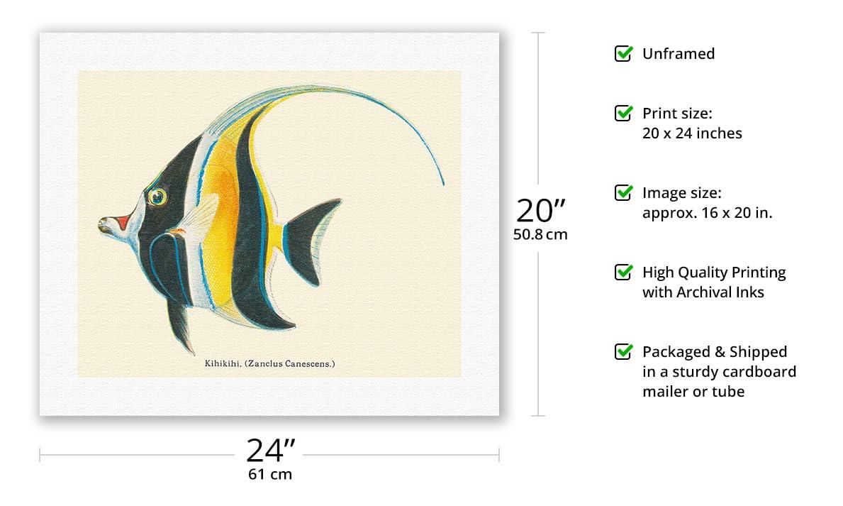 Pacifica Island Art Kihikihi (Zanclus Cornutus) - Moorish Idol - from Fishes of Hawaii - Vintage Hawaiian Color Postcard c.1905 - Fine Art Rolled Canvas Print (Unframed) 16in x 20in