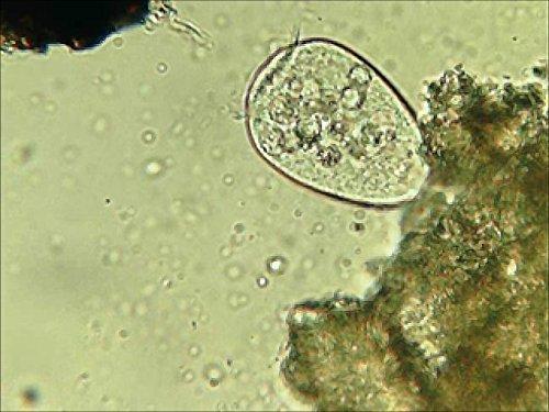 TeaLAB Compost Tea Brew Bag : 400 Micron Nylon Mesh, Made To Last in the USA (5 Gallon Bucket Sized (9\"x14\"))