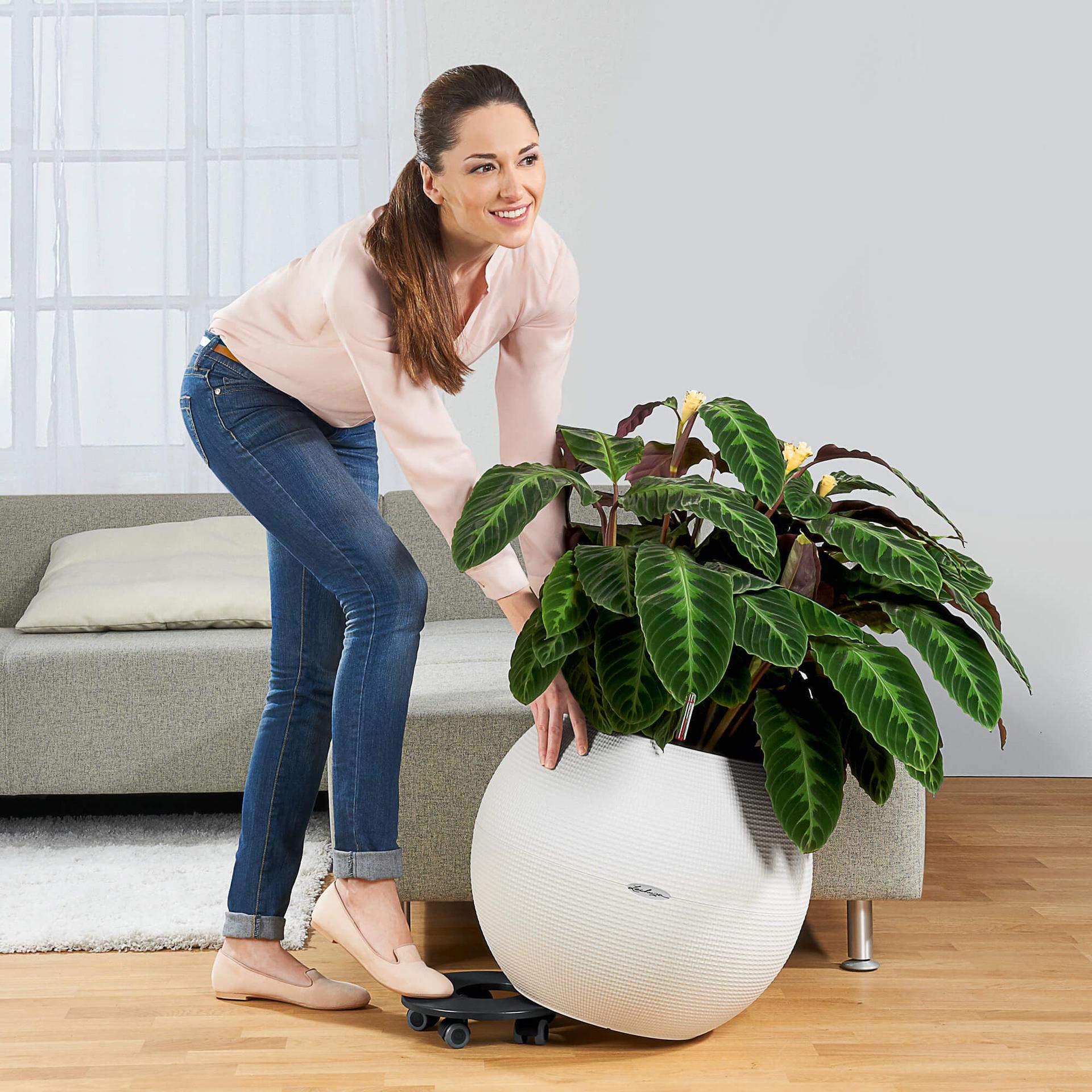 Lechuza Lechuza Coaster for Classico 50