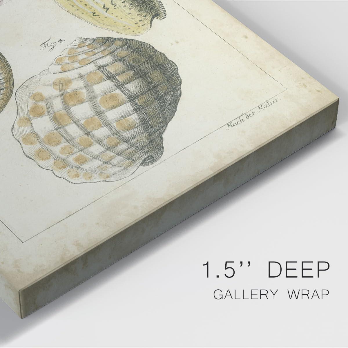 Renditions Gallery Renditions Gallery Nature Wall Art Paintings for Home Decor Vintage Sea Shell Study Abstract Hanging Artwork Prints for Living Room Hotel Kitchen - 8\"X12\" LT523