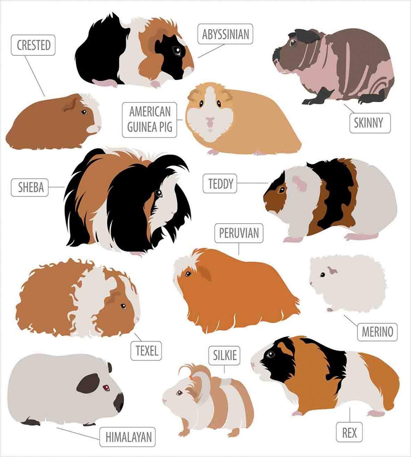 Lunarable Lunarable Guinea Pig Duvet Cover Set, Infographic Design Classification for Types of Rodent Breeds, Decorative 3 Piece Bedding Set with 2 Pillow Shams, California King, Brown Ginger